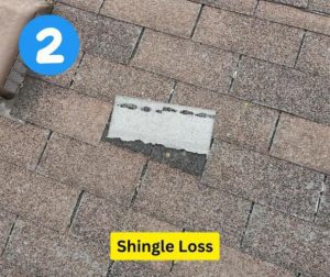 2shingleloss 640w