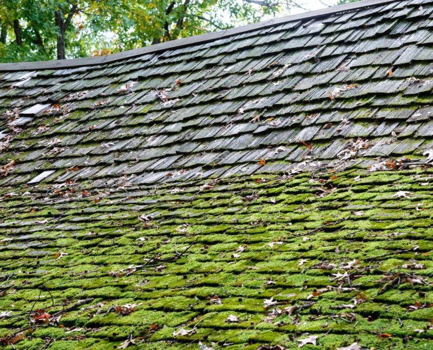 mold on shake roof