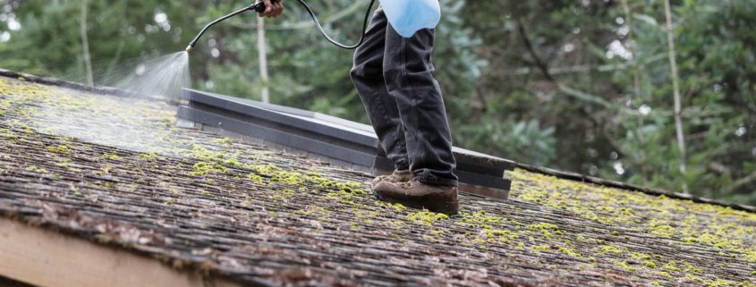 moss roof